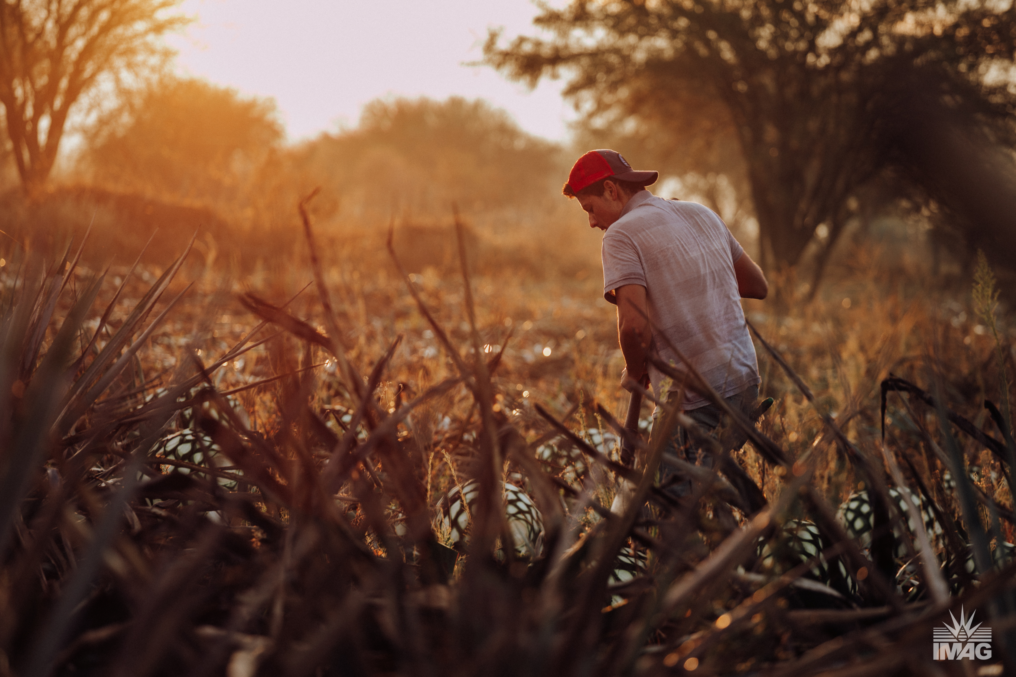 IMAG Organics Corporate Video