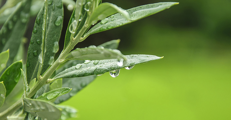 IFF’s olive leaf extract now non-GMO Project Verified