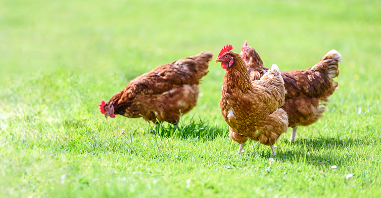 Protein companies to improve human health though tackling animal disease