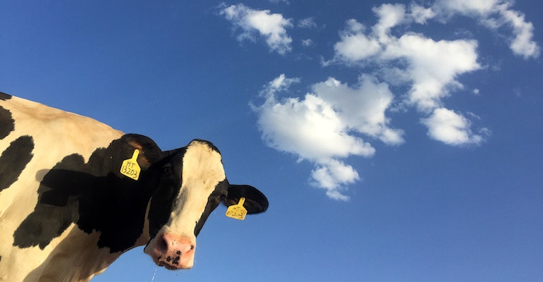 Research shows livestock may not pollute as much as previously thought