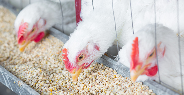 Europe intends to phase out caged farming by 2027