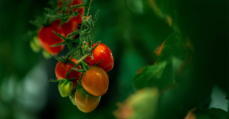 Saudi start-up Red Sea Farms raises $10m to grow food in saltwater