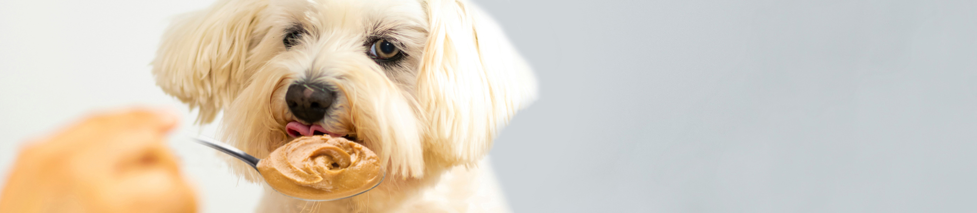 Who loves peanut butter treats in your house?