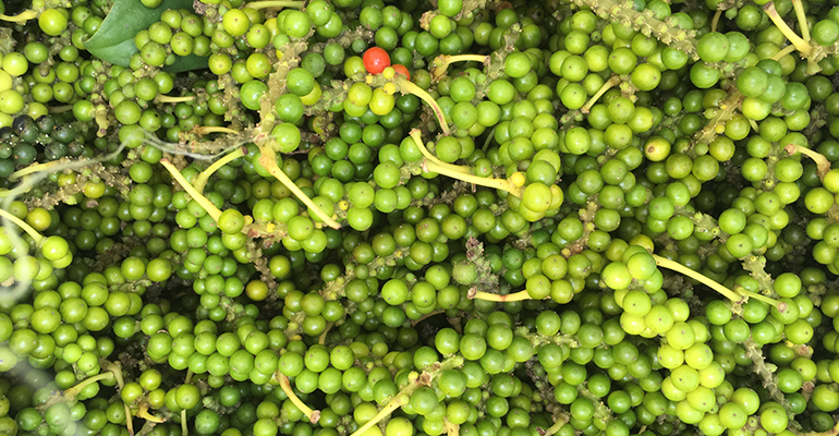 BLACK PEPPER FROM MOCAJUBA - ORGANIC