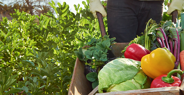 Nestlé pledges $1.29B to support regenerative agriculture