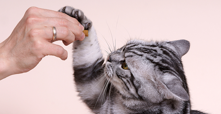 Cultivated meat comes to the pet food sector