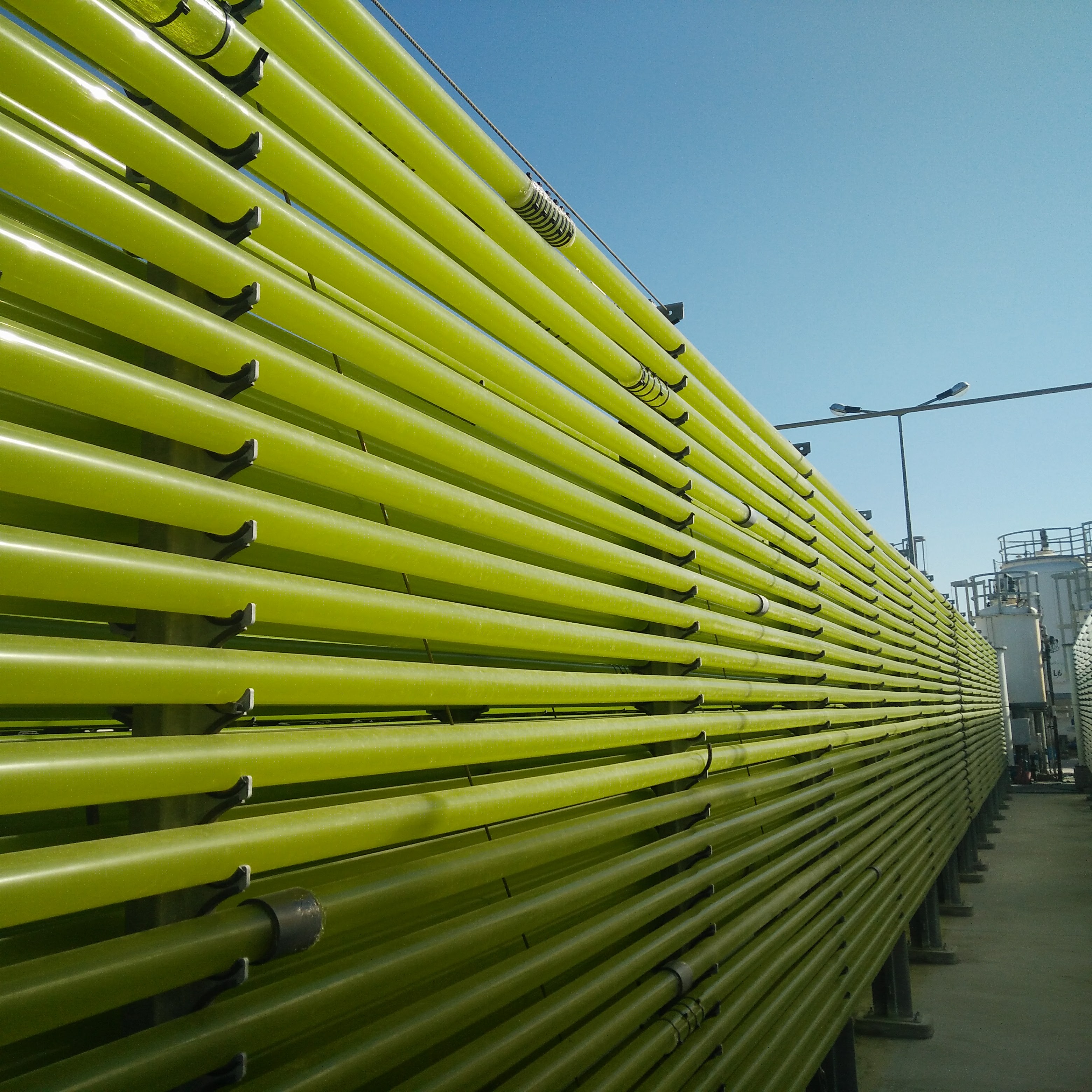 Nutrition Insight | Demand for immune-boosting chlorella rises amid COVID-19 health concerns