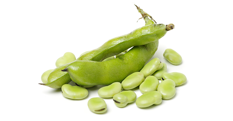 New fava processing facility