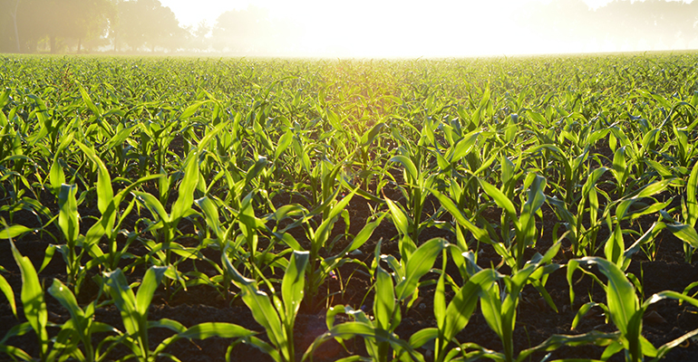 COP26: Agricultural food system emissions not adequately addressed