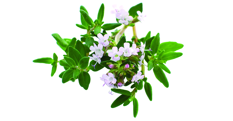 THYMOX ®- The EPO thyme extract