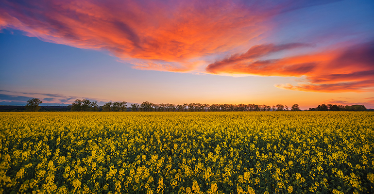 The Grain Drain: Ukraine war disrupts US grain and oilseed market