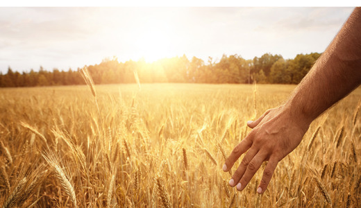 No ‘silver bullets’ for impending wheat crisis after India’s export ban