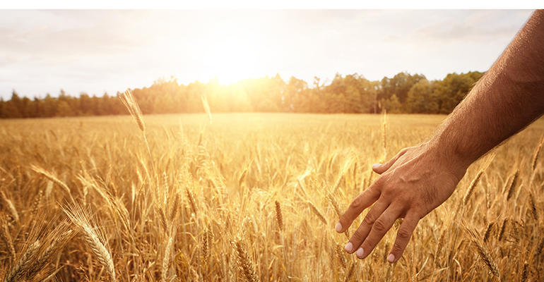 No ‘silver bullets’ for impending wheat crisis after India’s export ban