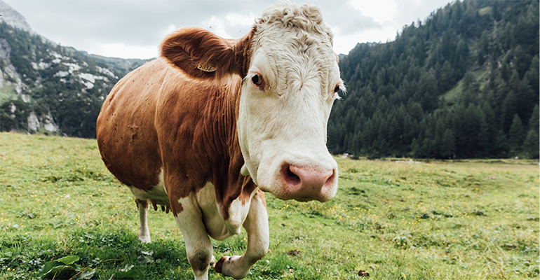 MAKE, LIVE & EAT. We add “QUALITY” into it with our organic dairy ingredients!