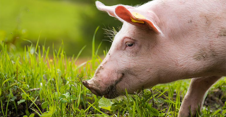 New EU project aiming to create a ‘meat database’ to help map out and improve taste and quality