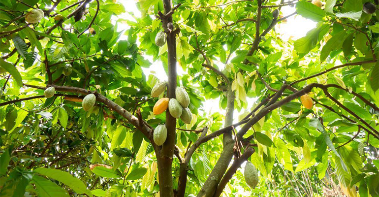 New partnership strives to improve cocoa farming in Ivory Coast