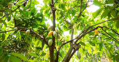 New partnership strives to improve cocoa farming in Ivory Coast