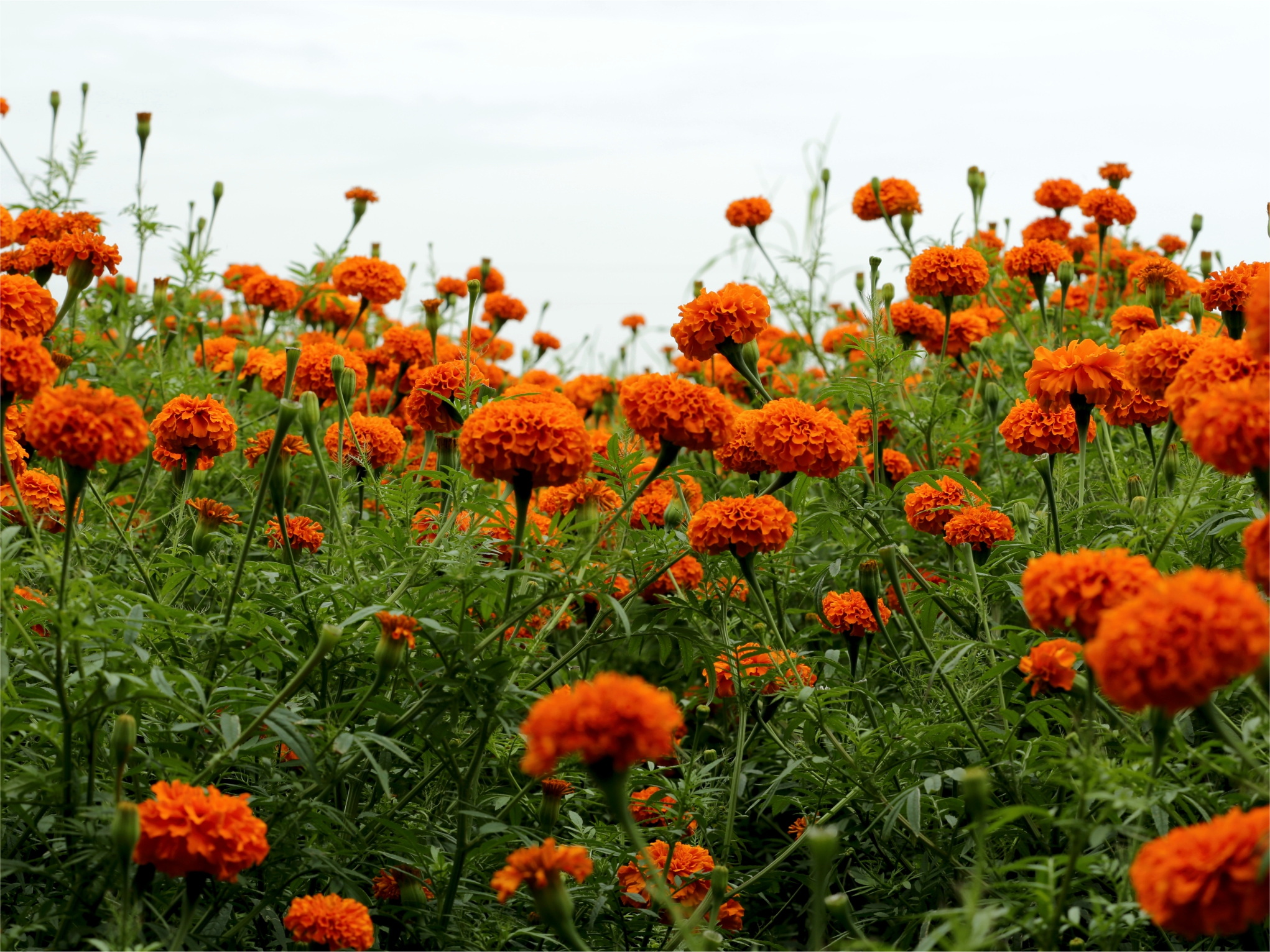 Bio-gen Extracts strengthens EU presence with NUTRAGROUP