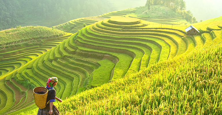 Sustainable rice production: Ensuring long-term cultivation of the staple crop