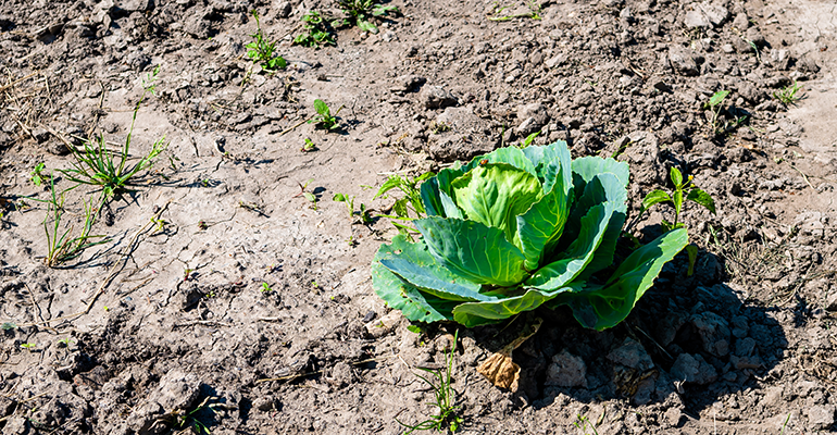 Food production needs climate-conscious overhaul