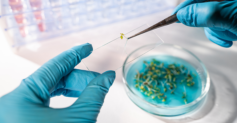 Canada rules that gene-edited crops are not GM