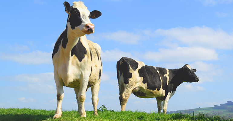 The UK could become world’s next sustainable protein powerhouse, new research suggests