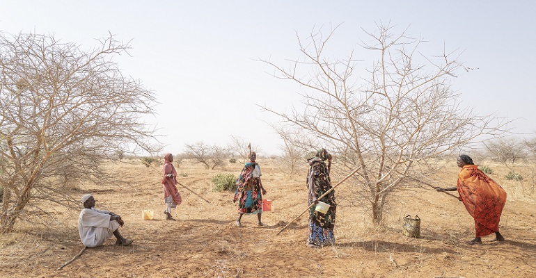 Alland & Robert obtains first ever fair-trade certification for acacia gum