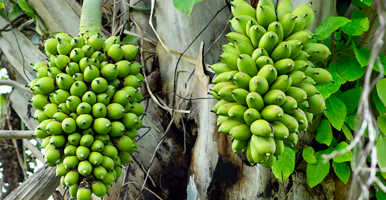 Macauba oil emerges as potential rainforest-friendly palm oil alternative