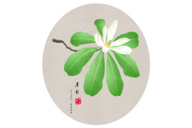 Does Honokiol Powder Help With Sleep?