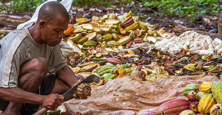 CSDDD approval raises hopes of better tackling child labour in the cocoa industry