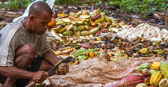 CSDDD approval raises hopes of better tackling child labour in the cocoa industry