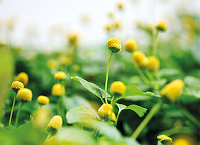 Symrise continues strong profitable growth course