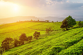 Symrise's sustainable sourcing approach