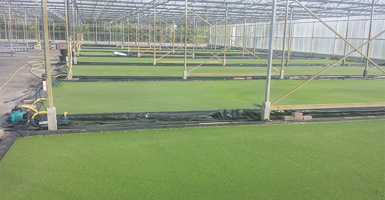 Water lentils approved as a vegetable in the EU