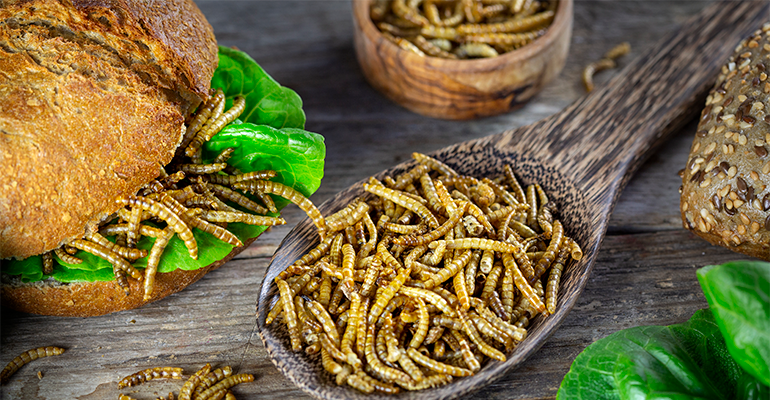 Mealworm protein faces commercial roadblocks as producers struggle