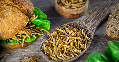 Mealworm protein faces commercial roadblocks as producers struggle
