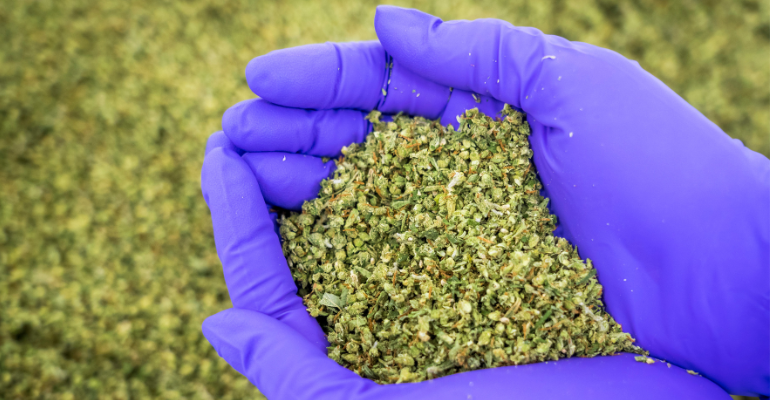 New high-CBD raw material brings opportunities for the nutraceuticals industry