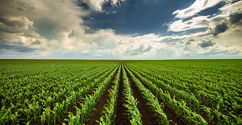 Scientists reveal new crop production ideas to overcome food shortages