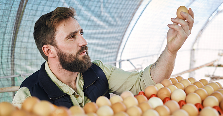 US wholesale egg prices plummet, but volatility remains
