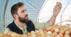 US wholesale egg prices plummet, but volatility remains
