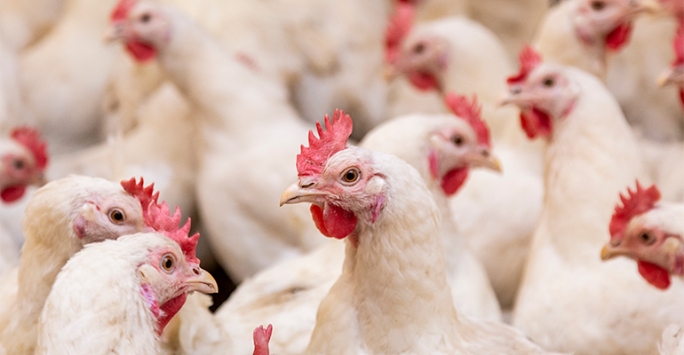 Animal welfare standards remain a worry as chicken commitments wane