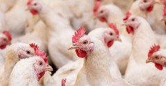 Animal welfare standards remain a worry as chicken commitments wane