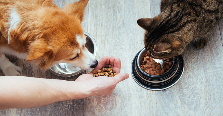 What are the latest global pet food trends?