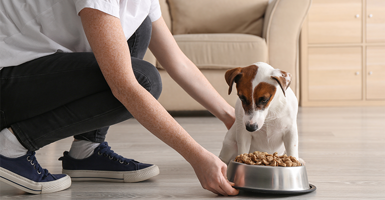 Dog food startup teams up with Harvard to accelerate AI-driven pet nutrition