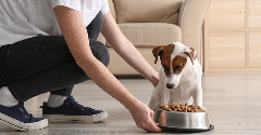 Dog food startup teams up with Harvard to accelerate AI-driven pet nutrition