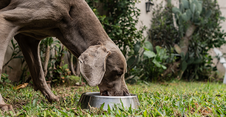 Mars looks to pet food as ‘inspiration’ for regenerative push