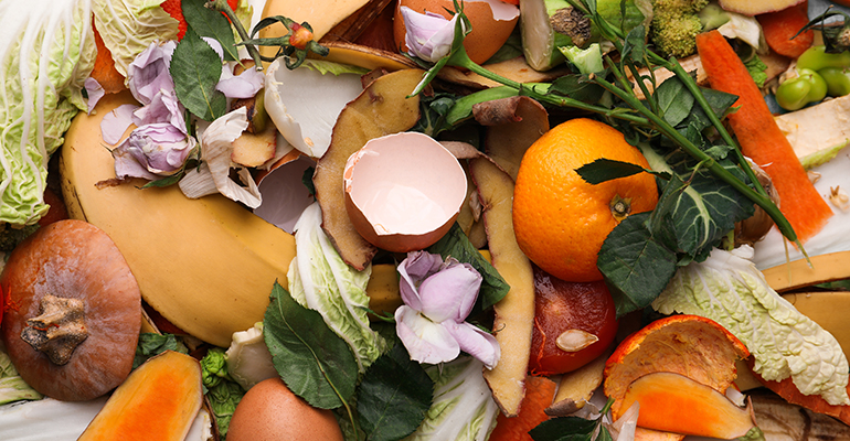 Could flies fix the global food waste problem?