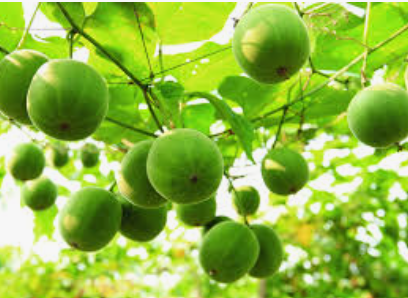 MONK FRUIT CORP CELEBRATES REGULATORY BREAKTHROUGH AS UK FOOD SAFETY AGENCIES CONFIRM MONK FRUIT DECOCTIONS CAN BE SOLD IN UK