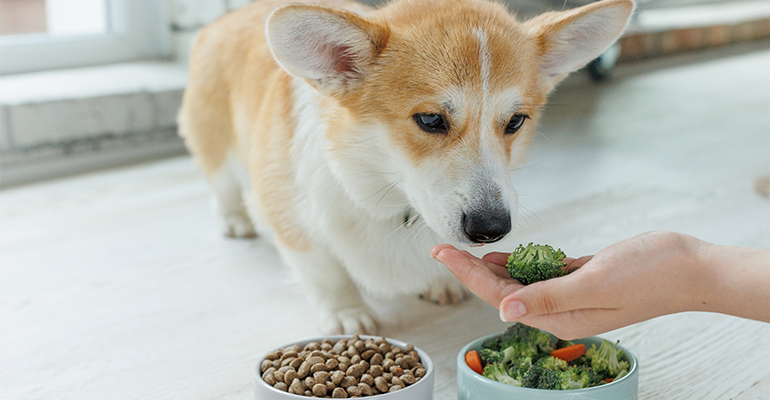Pet food purchasers tap into plant-based potential