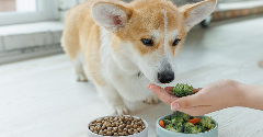 Pet food purchasers tap into plant-based potential